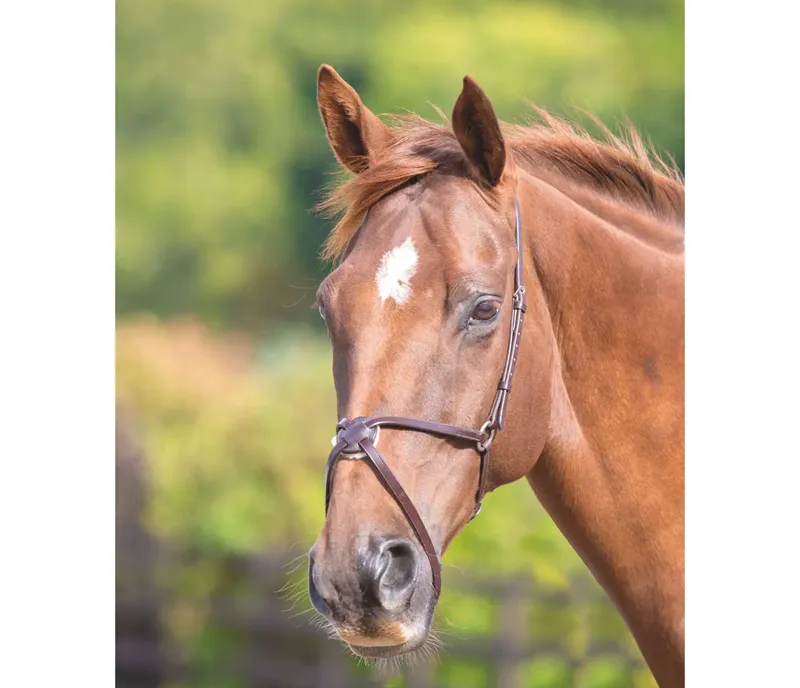 Velociti GARA Mexican Noseband in Havana